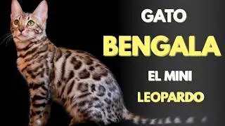 “Gato Bengala 🐆 El Mini Leopardo Que Te Va a Sorprender”