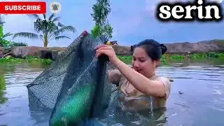 After the Flood Season, Thanh Thu Harvests Fresh Snakehead Fish and Brings Them Home