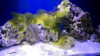 Despues de un mes de ciclado me encuentro con alga filamentosa
