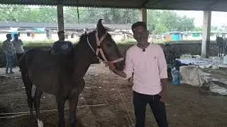 Chawni bazar me Ghode for sale ke liye.