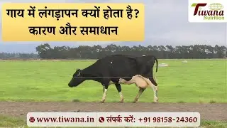 गाय में लंगड़ापन क्यों होता है? कारण और समाधान! Lameness in Cattle!