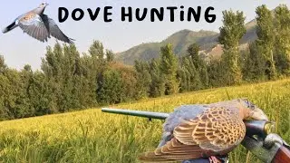dove hunting 2023/dove hunting techniques
