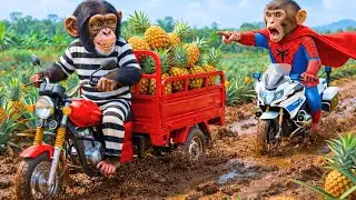 😱🍍 Monkey Bonzi Harvests Pineapples — A Thief Appears and the Farm ERUPTS Into CHAOS!