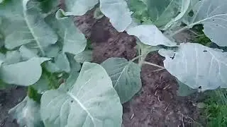 A wild duck and her family adopted foreign ducklings.Дикая утка и её семья приняла чужих утят.