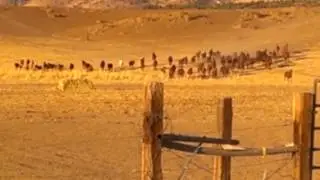 HV Wild Horse Protection Fund Rescued Herd