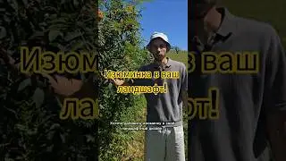 хотите яркого сочетания в ландшафт? рябина обыкнове&zwnj;нная! больше фото в тг: pitomnikViLiva