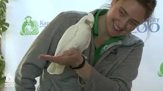 KC Zoo Animal Parade!