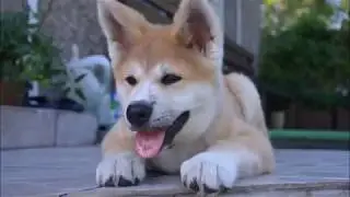 Akita from puppy to adult