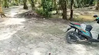 Sorotan 0.00 - 2.34 dari Live! Sungai Kecil di ladangan tempat mandi dan bermain anak-anak kampung