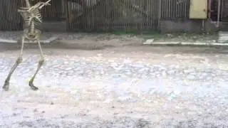 Cel mai tare schelet