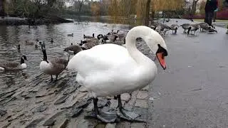 A Walk Around Ropner Park in 4K