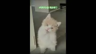 #귀요미 #슬옹TV의 냥냥펀치 #냥이로그 #큐티  #구독부탁합니다 #귀여운고양이