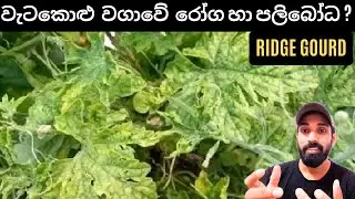 වැටකොළු වගාවේ රෝග හා පළිබෝධ පාලනය කරමු,