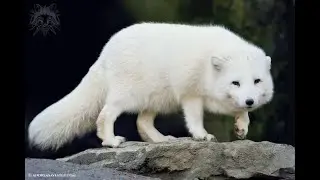 S&P 500 и большой песец