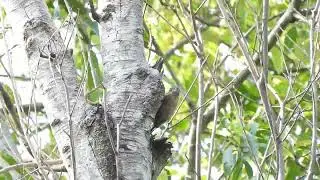 Picumnus nebulosus / Carpinterito Ocr&aacute;ceo / Mottled Piculet