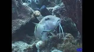 【瞬撮】ホンソメワケベラ、ソメワケベラのクリーニング　Labroides dimidiatus、Labroides bicolor　cleaning
