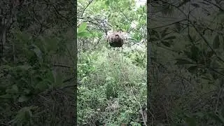 Hunting Hornet #WildHornets #HornetsHunting #HornetsNest