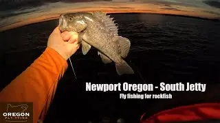 Fly Fishing the South Jetty in Newport, Oregon - LOADS OF ROCKFISH AT NIGHT