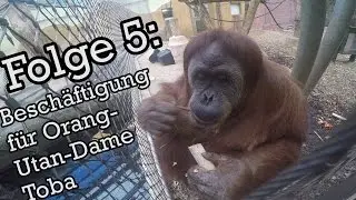 Kinder-Zoo-Film 2016, Folge 5: Beschäftigung für Orang-Utan-Dame Toba