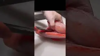 How to fillet red tilapia