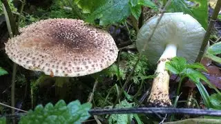Lepiota aspera / Лепио́та шерохова́тая / freckled dapperling