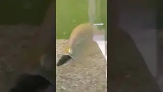 albino knife fish feeding |belida fish #shortsfish #shortfish #viralfish