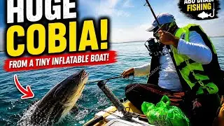 Biggest cobia fish ever caught from small inflatable boat, #cobia #fishing #abudhabifishing #solo