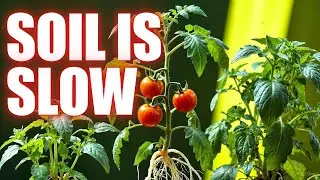 3 Hydroponic Systems That Grow Tomatoes INSANELY Fast (No Soil, No Guesswork)