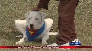 Prison Dogs, Anna Shelter