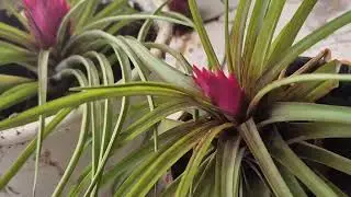 Tillandsia sau Pana Roz:  inmultire