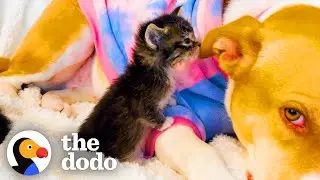 Sweetest Mama Pittie Lets Foster Kittens Nurse On Her | The Dodo