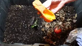 Worm Wednesday Feeding Natural Bedding Bin Feeding #gardeningwithbarchuckin #vermicomposting