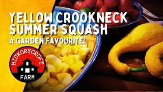 Growing Squash | Yellow Crookneck Summer Squash | a Garden Favorite
