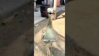 Cute bird 💕 #shortvideo #story #cute #animals #pets