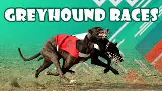 🔴LIVE | WORLD GREYHOUND DOG RACING | FLAT RACE 440 Feet 2025/11/18 #9
