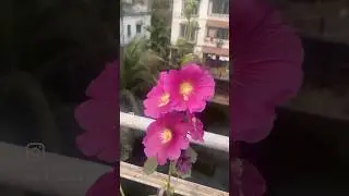 Grow hollyhocks from seeds. Detailed video on channel.