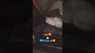 #kitten #pet #persian #cat #kittycat #animalpet #petparent #animals #pets #cats