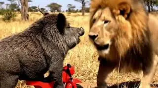Motorcycle Wild Boar ने Lion को डरा दिया 😱🤣 | Tiny Rider, Big Chaos!