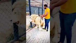 Beautiful white lion on chain 🤗🥰🦁#lion #animals #wildlife #viral |Moeez khan|