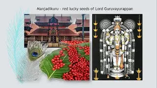 Manjadikuru - lucky red seeds of Lord Guruvayurappan #guruvayoor #krishna #kerala #manjadi