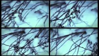 Con_cetta - Hornplant