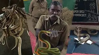 Snake Show at Madras Crocodile Bank | Chennai | Tamil Nadu | India