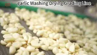 How to clean garlic cloves?|Garlic #washing #grading Machine