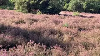 Heidelandschaft am Schillohsberg bei Lutterloh in der S&uuml;dheide am 20.09.2025