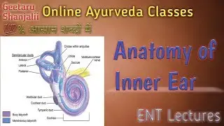 Inner Ear Anatomy in hindi english,BAMS,Geetaru,Gitaru,BAMS final year subjects,Ayurved,Ayurveda,