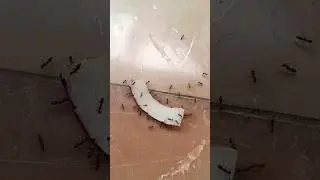 Black Ants || Nature Vlog #ants #blackants #unity #insects