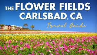 Carlsbad Ranch Flower Fields 2025: потрясающий тур полного цветения!