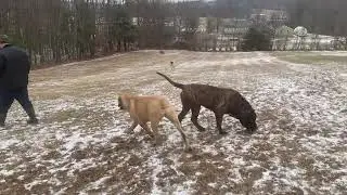 English Mastiffs Running Free