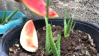 Change Small Pot~To Big Pot Aloe Vera Plant~Give Some Peel Watermelon