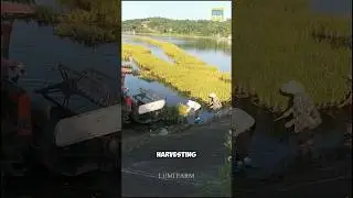 How the Chinese Grow Rice on Rivers #rice #farming #shorts #lumifarm